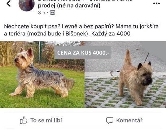 Žena nabízí nalezené psy za nemalé peníze na internetu..