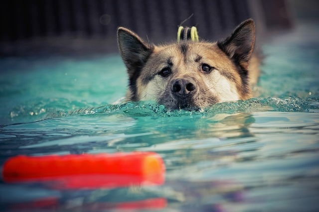 Jak správně plavat se psem?