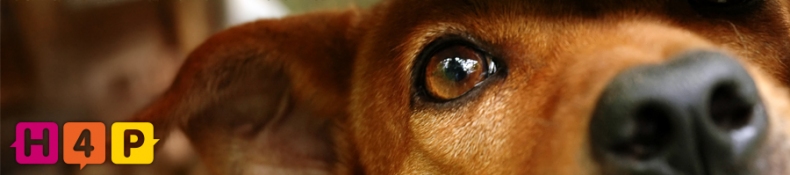 Znte organizaci Home4Pets? Rozhodn byste mli!