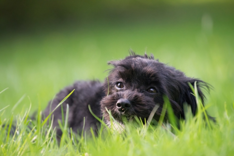 Co znamená když pes žere trávu? Je nemocný?