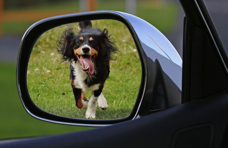 Je cesta autem pro psa za trest?