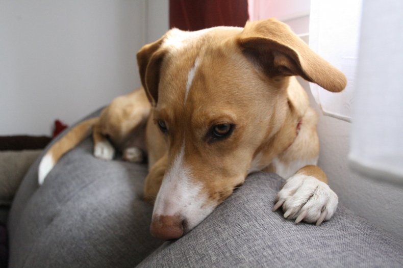 Co dělat se psem, který značkuje v bytě?