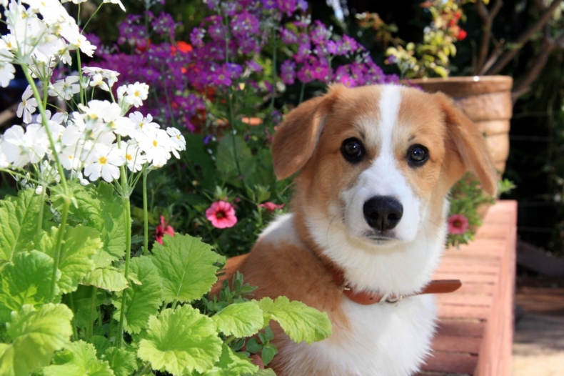 Jak odstranit alergii u psa? Proč alergií u psa přibývá?