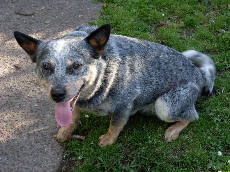 blue-heeler-450537_1280