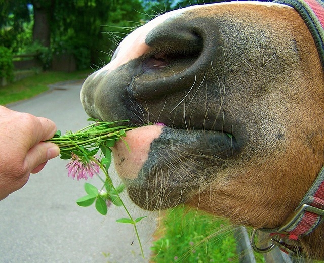 brown-horse-snout-1318881_640