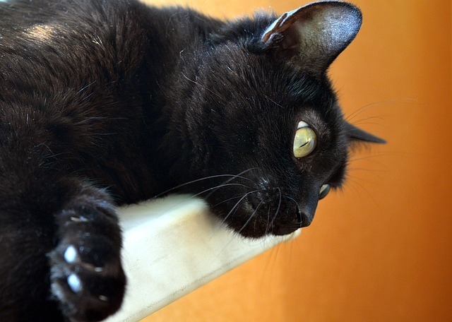 cat-1278365_640