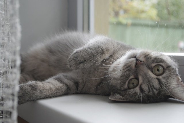cat-2830679_640