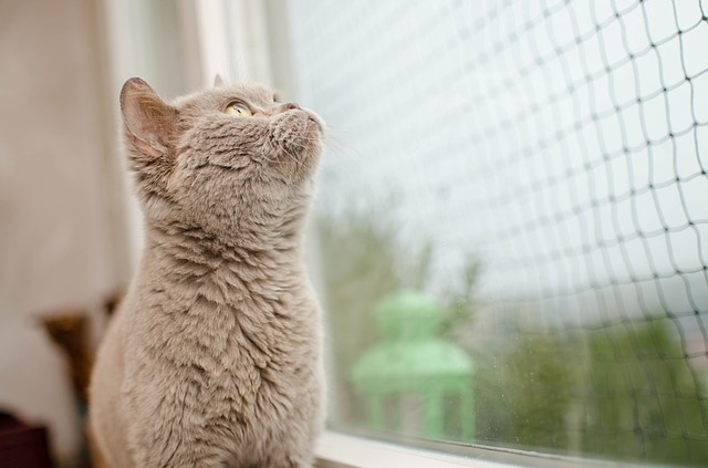 cat-3031737_640