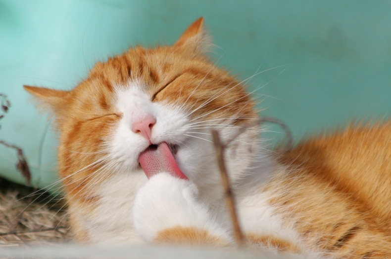 cat-323262_1280