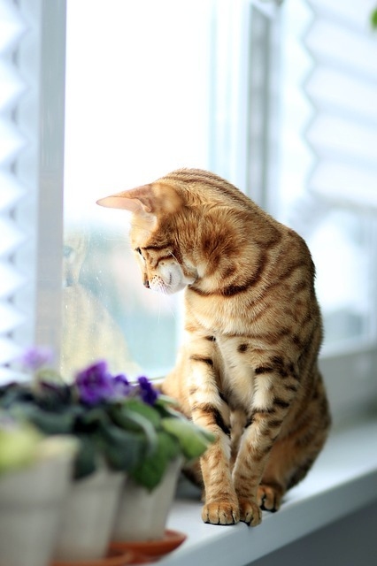 cat-877120_640