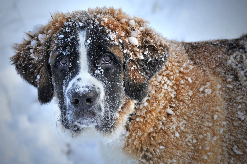 Co ohrožuje psa v zimě?
