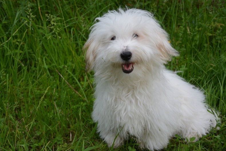 coton-de-tulear-pes nepousti chlupy