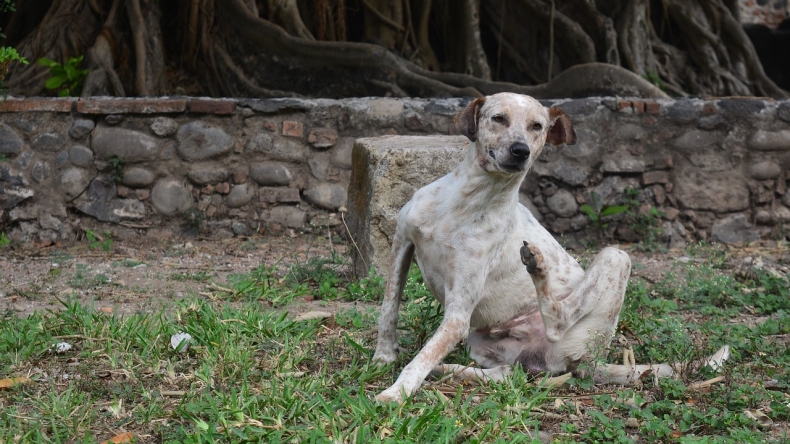 dog-3346206_1280