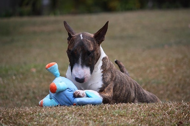 dog-3633957_640