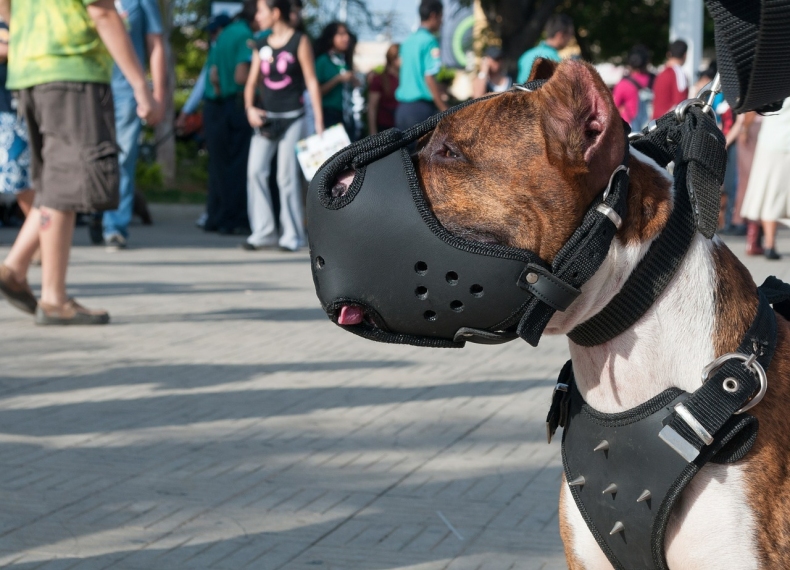 dog-545837_1280