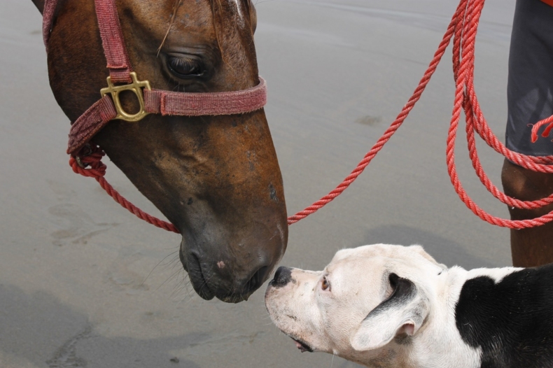 dog-and-horse-1520214_1920