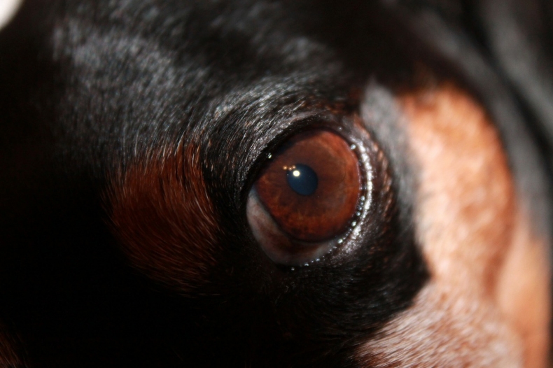 dog-eye-264272_1280