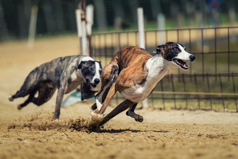 dog-racing-2878713_1280