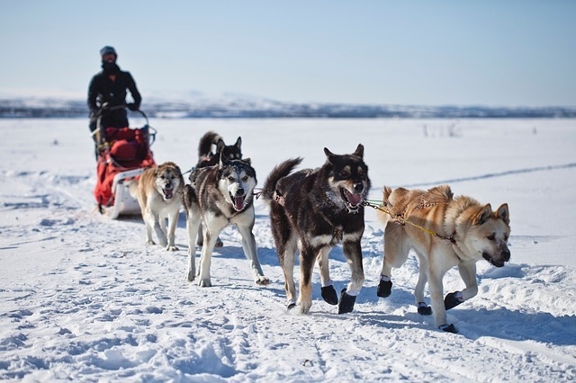 dogs-891952_640