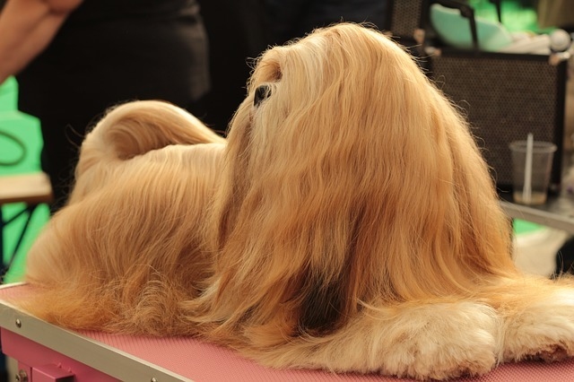 dogshow-3801476_640