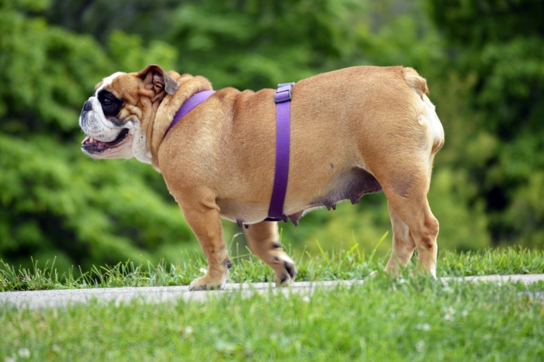 english-bulldog-2642967_1920