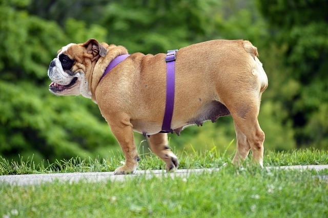 english-bulldog-2642967_640