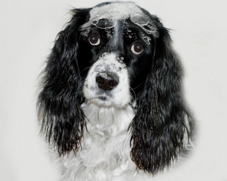 english-springer-spaniel-1123338_1280