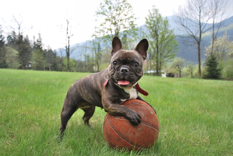 french-bulldog-2365684_1920