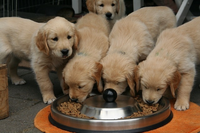 golden-retriever-puppy-2706666_640