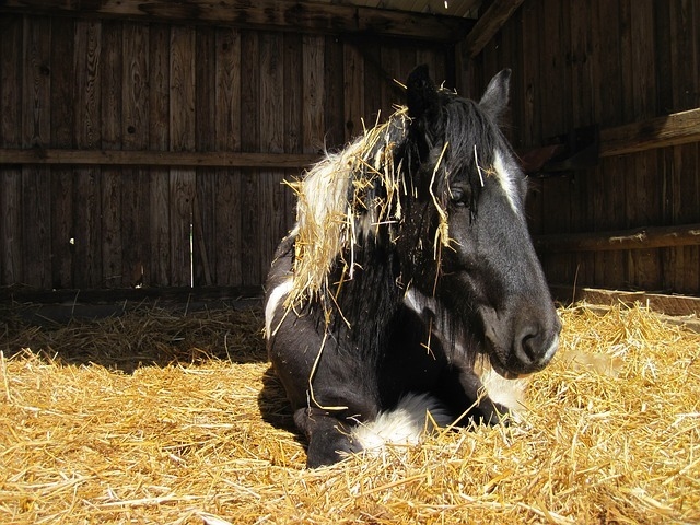 horse-1819857_640