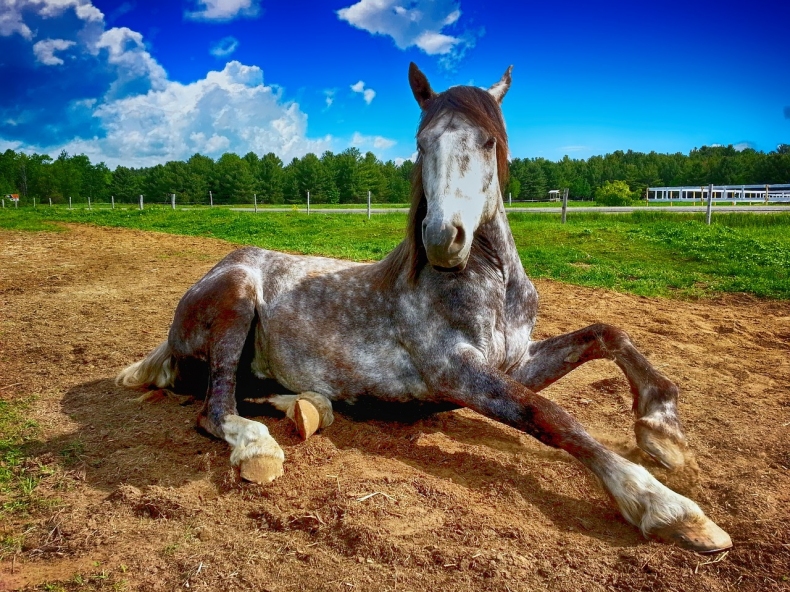 horse-2572051_1280