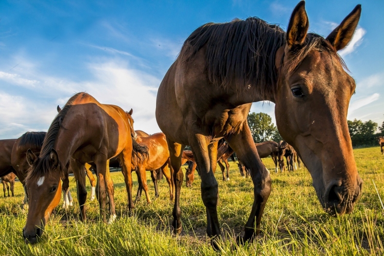 horses-1622167_1280