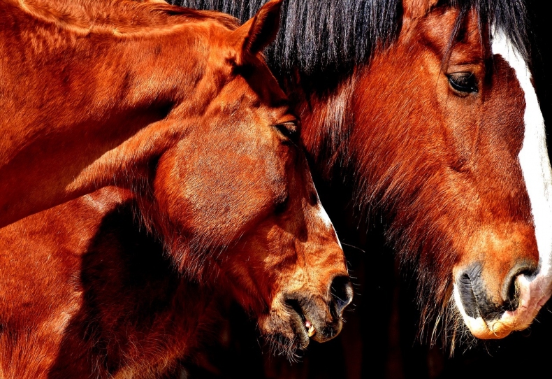 horses-2253854_1280