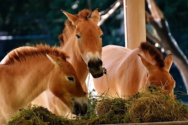 horses-2513919_640