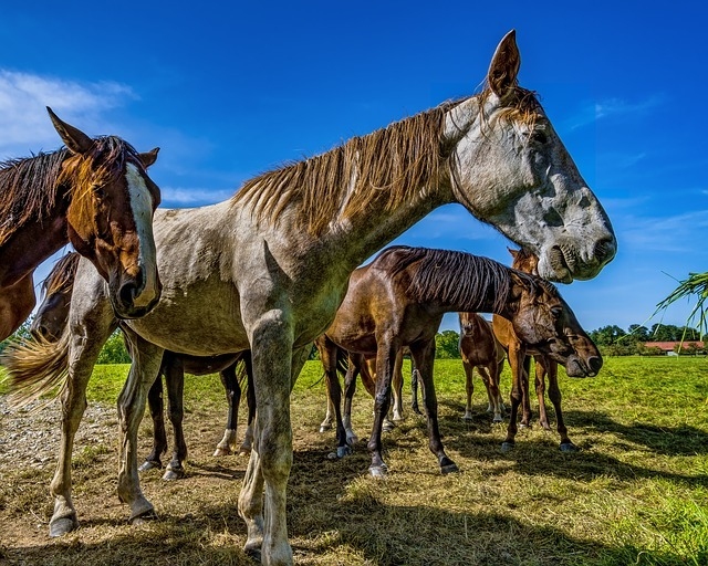 horses-2702125_640