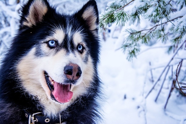 Husky let v nkladovm prostoru letadla nepeil!