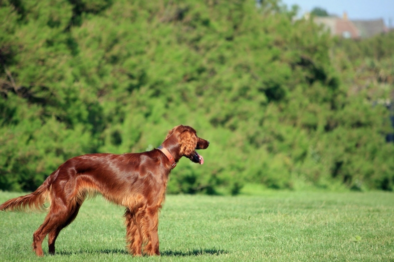 irish-setter-164040_1280