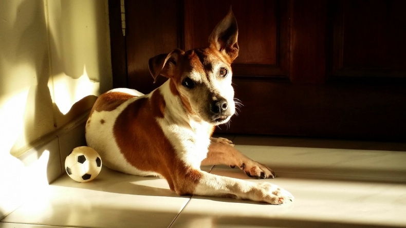 Jack russel odpociva