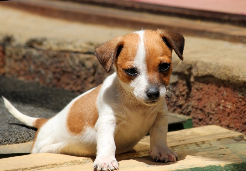 Jack russel stene