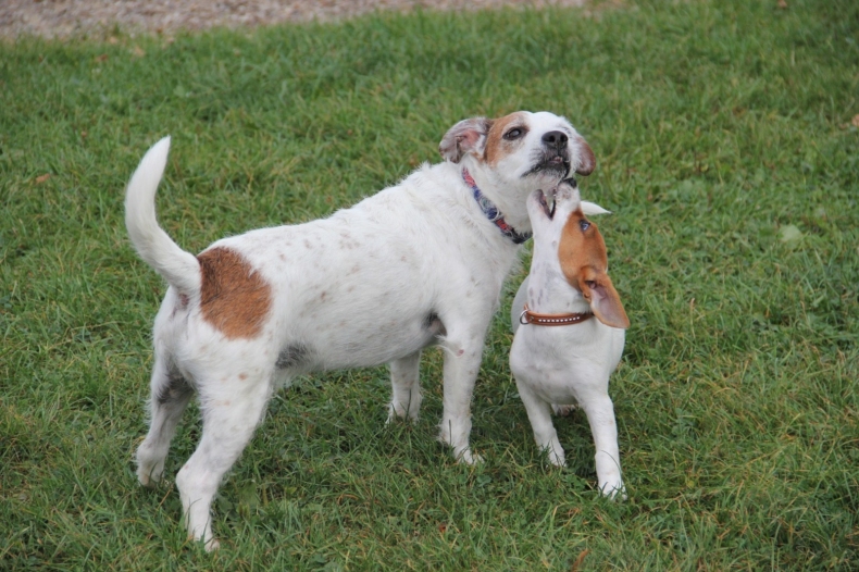 jack-russel-terrier-1731510_1920