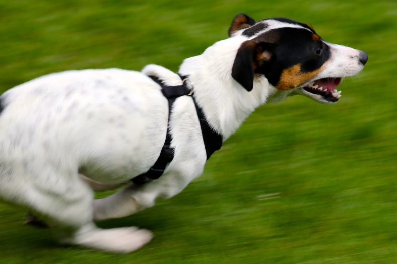 jack-russell-terrier