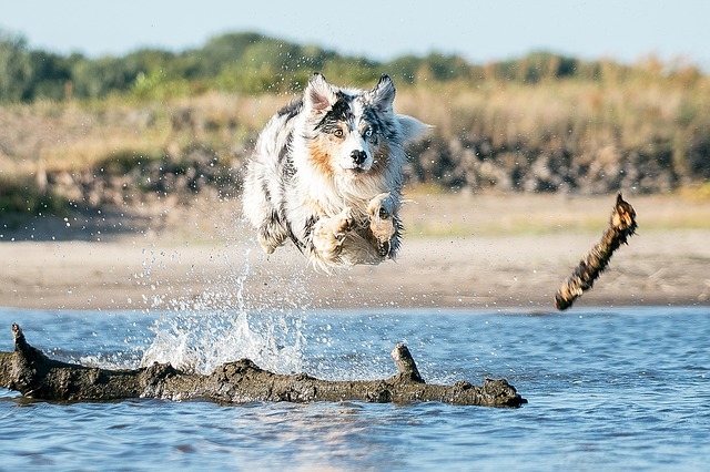 Jak sprvn plavat se psem?