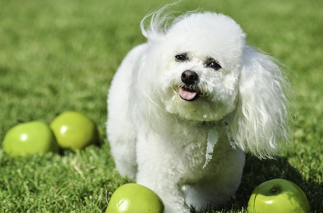 Jak letn ovoce mete dopt svmu psovi?