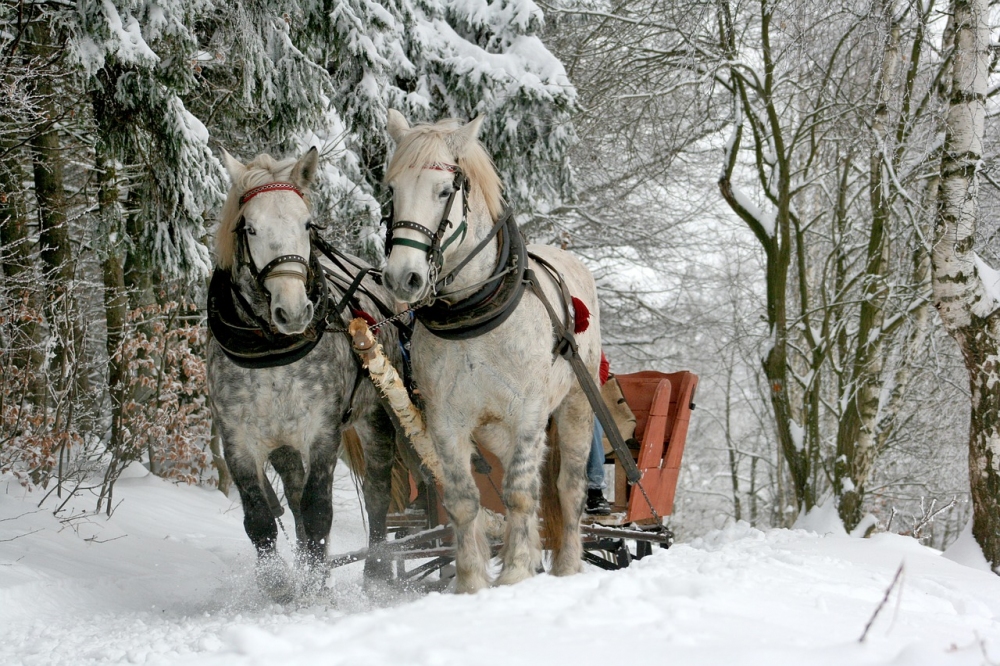 Kon a zima, na co dt pozor?