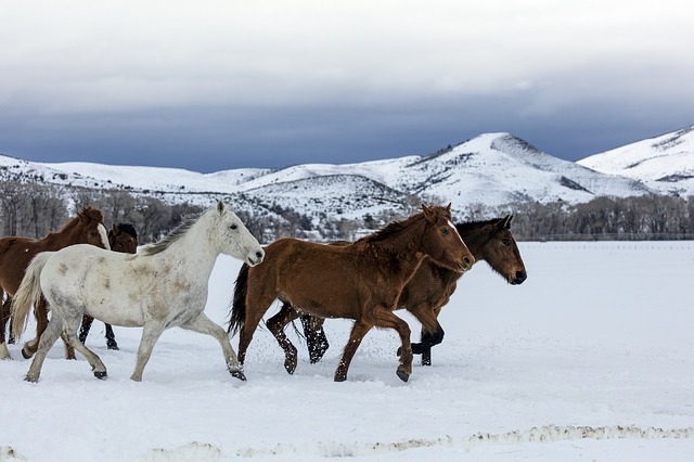 kone v zime priroda