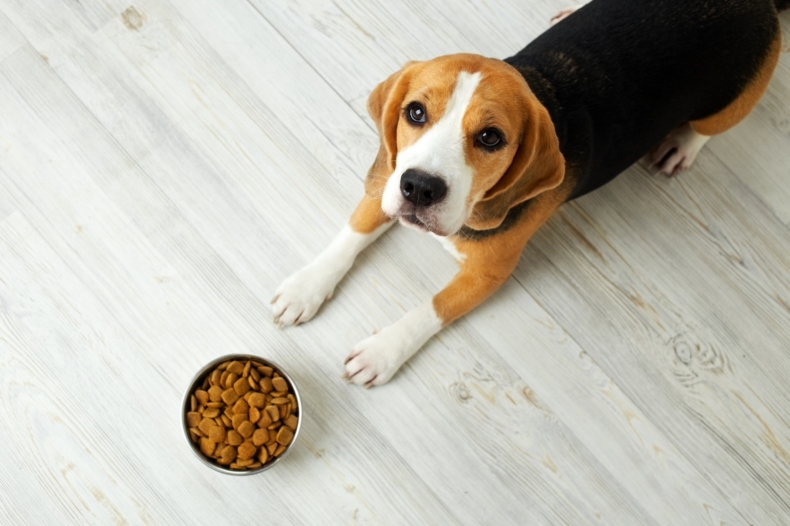 krmivo brit v psi misce pes ceka na povel k jidlu