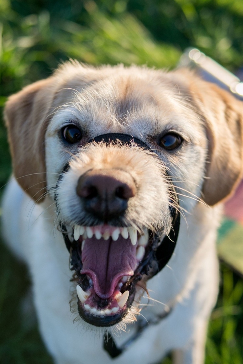 labradoodle-1499231_1280