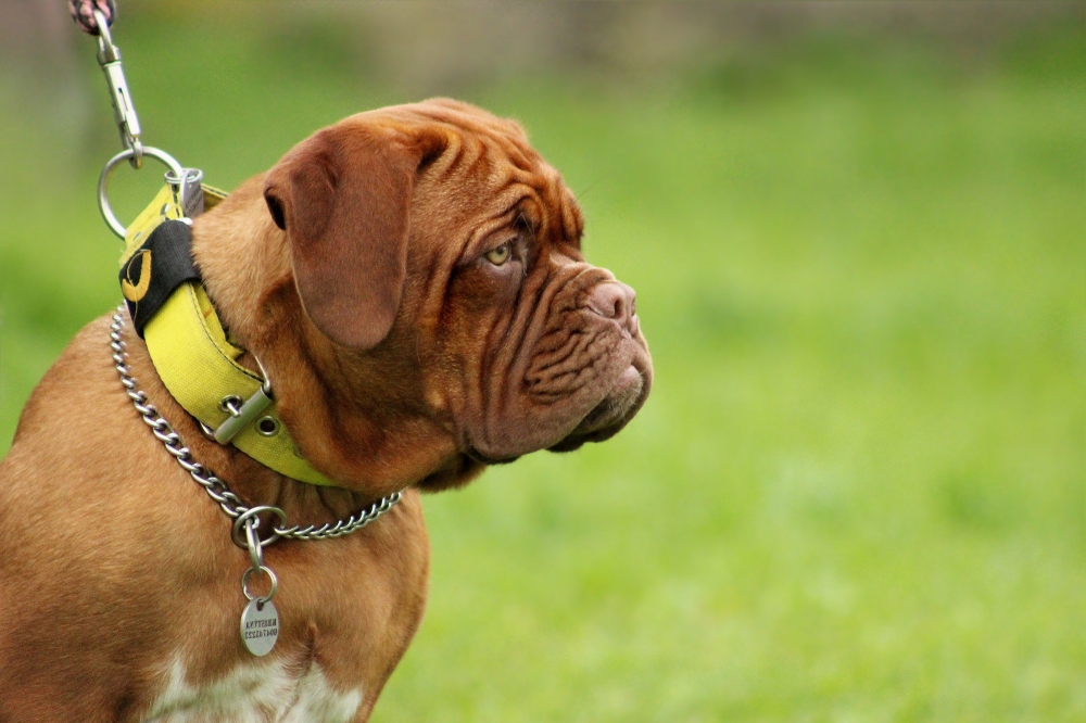 Mastif: vlen pes, nebo milovnk rodiny?
