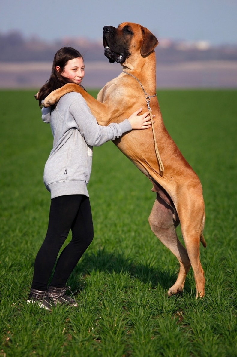 nemecka doga si hraje s clovekem