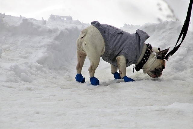 oblek zima pes